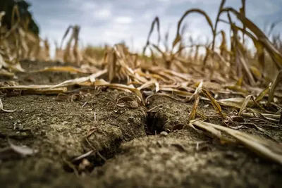 Canicule, sécheresse, récoltes menacées : la FNSEA réclame des milliards pour éviter le pire