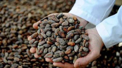 Chocolat ou lingots ? Le cacao en Équateur vaut désormais plus que l’or…