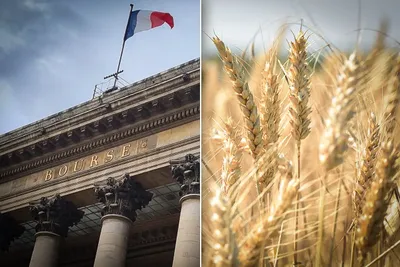 Le blé s’envole de 16,5 % à Paris : le blocage d’Odessa fait brutalement grimper les prix
