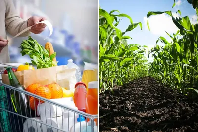 Maïs : les récoltes plongent en Europe, ces 5 produits de votre caddie pourraient coûter plus cher