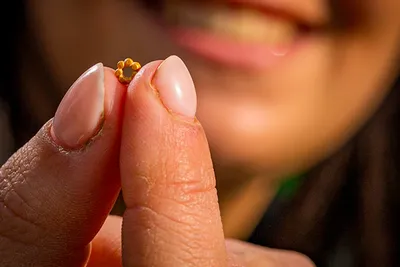 Un bénévole a trouvé une minuscule perle d