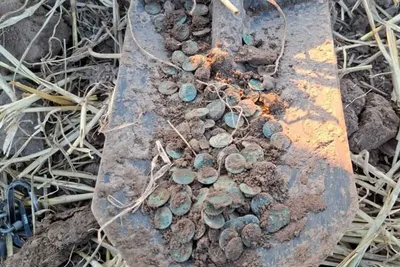 Un homme découvre un trésor contenant 409 pièces en argent
