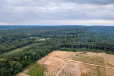 Une véritable bombe à retardement carbone a été déclenchée dans la forêt amazonienne par les orpailleurs.
